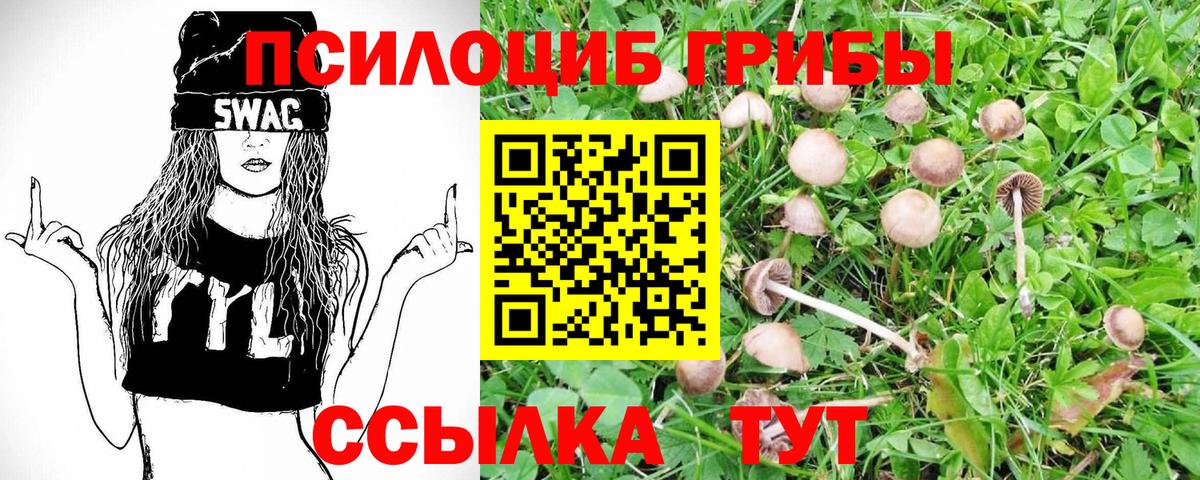 где купить наркоту  Вход с VPN  Псилоцибиновые грибы Cubensis  Шарыпово  Галлюциногенные грибы Psilocybe 
